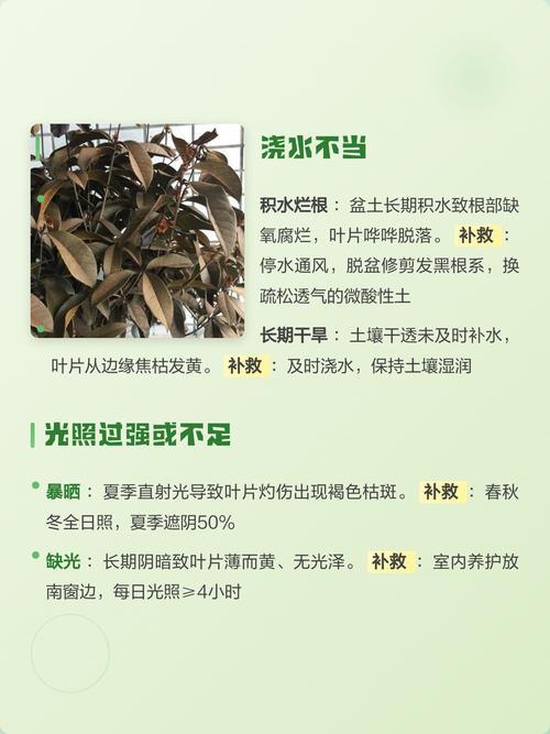 桂花树苗干叶子怎么办?原因分析与急救养护全攻略 三、日常养护预防