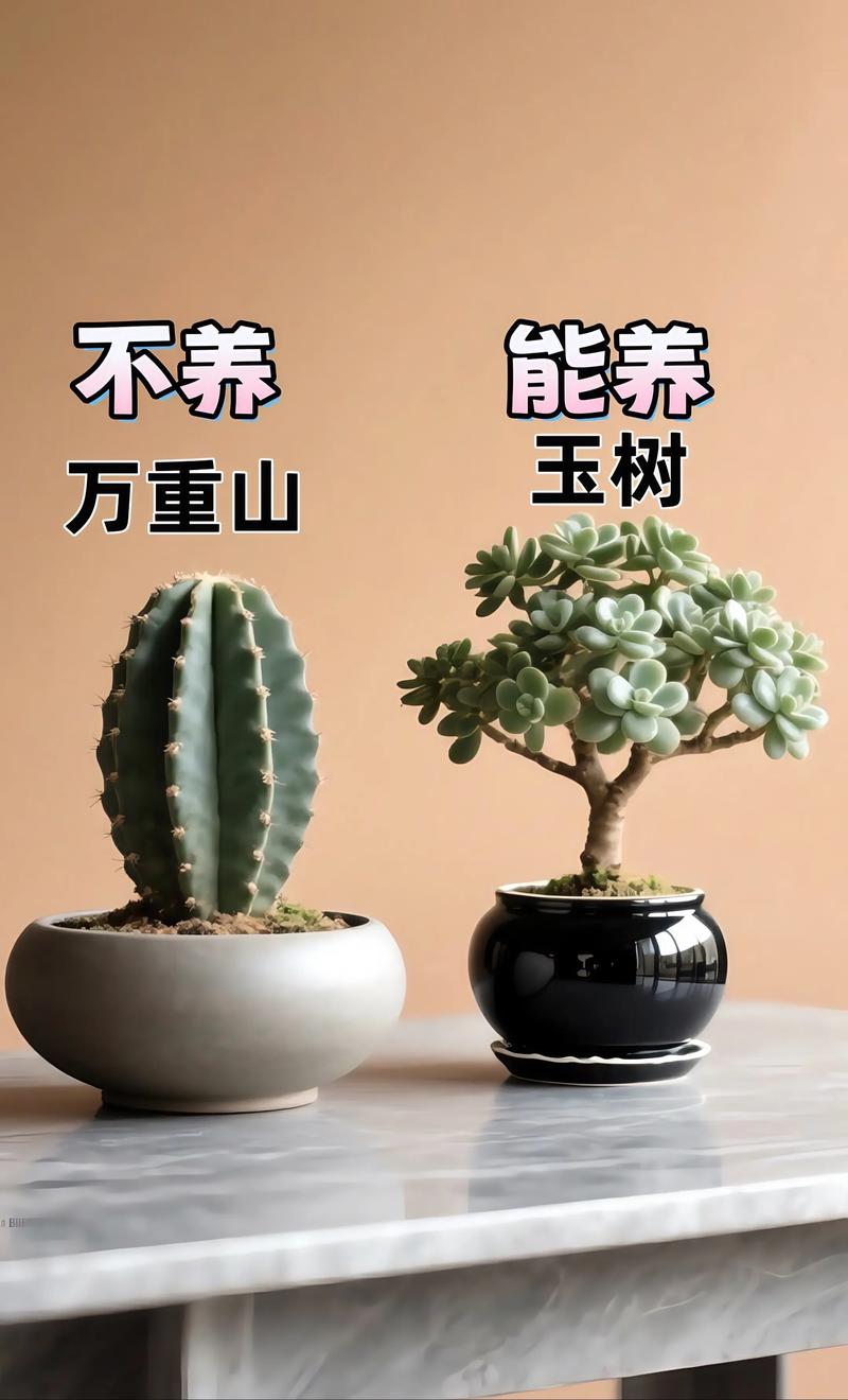 花怎么才能养活?六个关键环节让植物少走弯路 施肥:薄肥勤施,生长季是主要窗口期,休眠期减量或停用