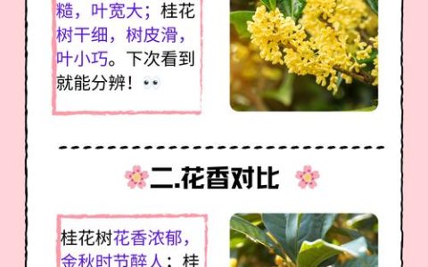 桂树和桂花树的区别是什么？一文读懂同属不同名的真相