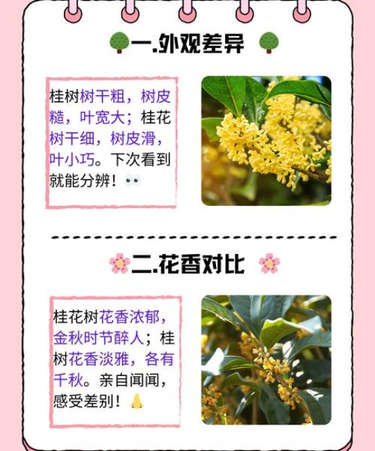 桂树和桂花树的区别是什么？一文读懂同属不同名的真相