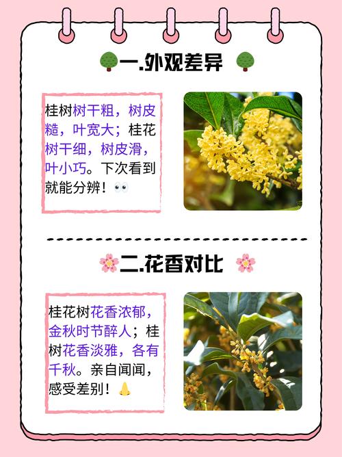 桂树和桂花树的区别是什么？一文读懂同属不同名的真相