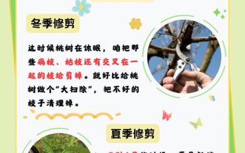 桃树修剪时间与方法全攻略：从定植到盛果期的精准操作指南