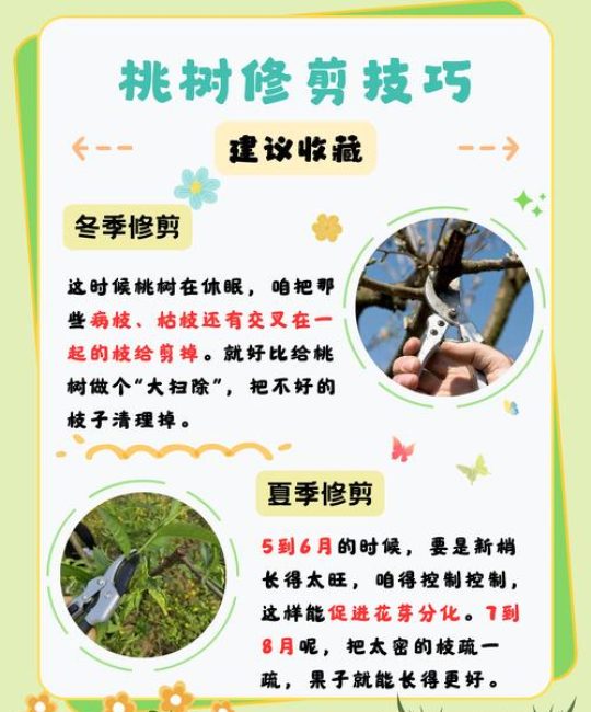 桃树修剪时间与方法全攻略：从定植到盛果期的精准操作指南