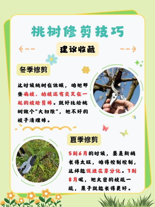 桃树修剪时间与方法全攻略：从定植到盛果期的精准操作指南