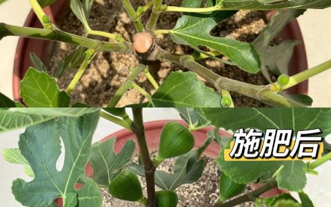 盆栽无花果用什么肥料最好？家庭养护施肥与全年管理指南