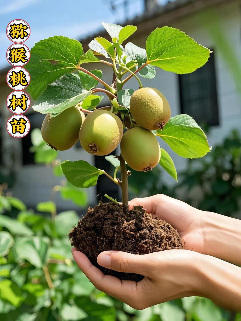 猕猴桃多少钱一颗苗? 采购数量越大,单价越容易下降
