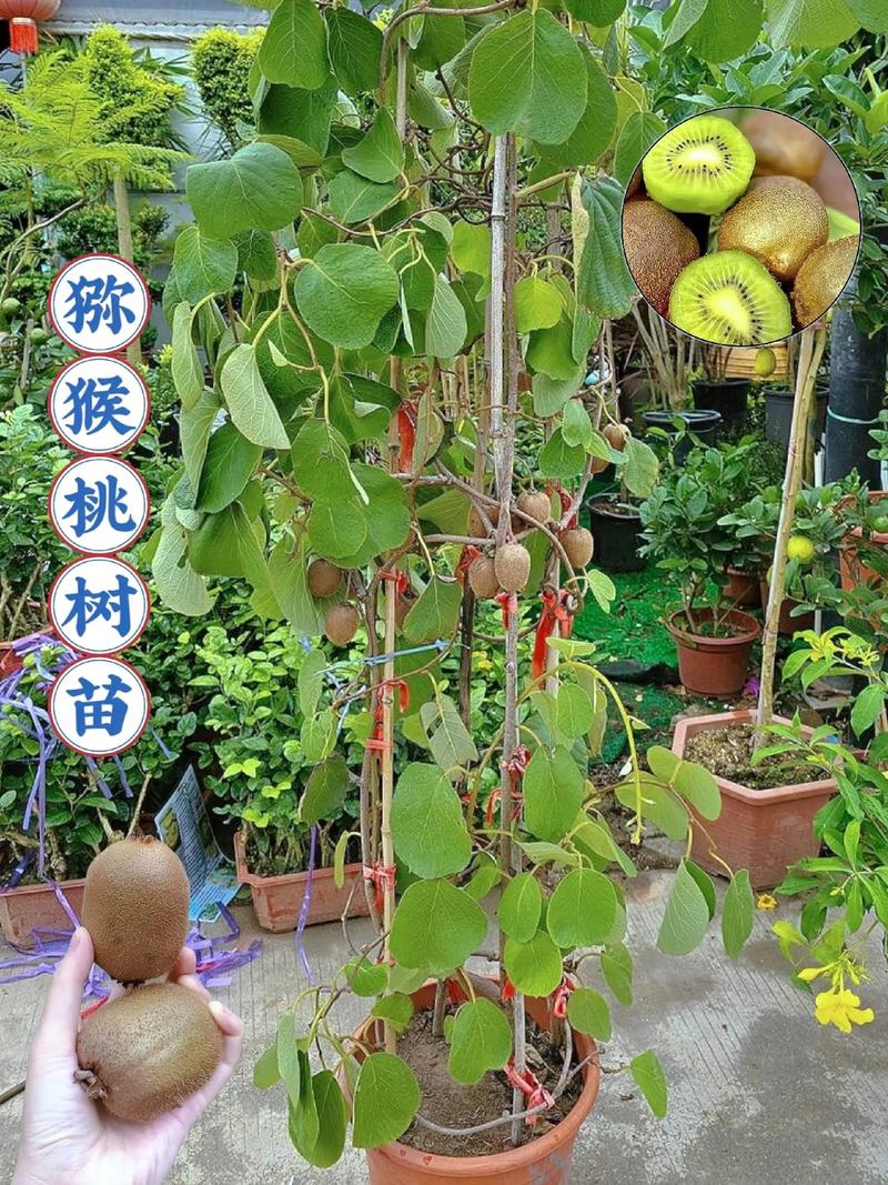 猕猴桃多少钱一颗苗? 不同用户买猕猴桃苗的参考建议