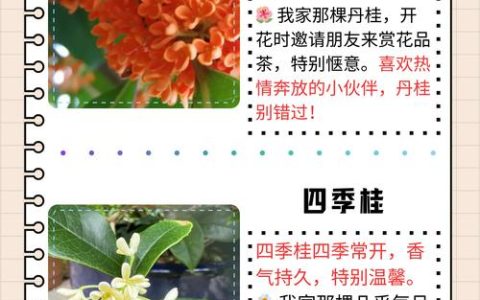 四季桂花 vs 金桂：6大维度全面对比，10秒教你选对品种