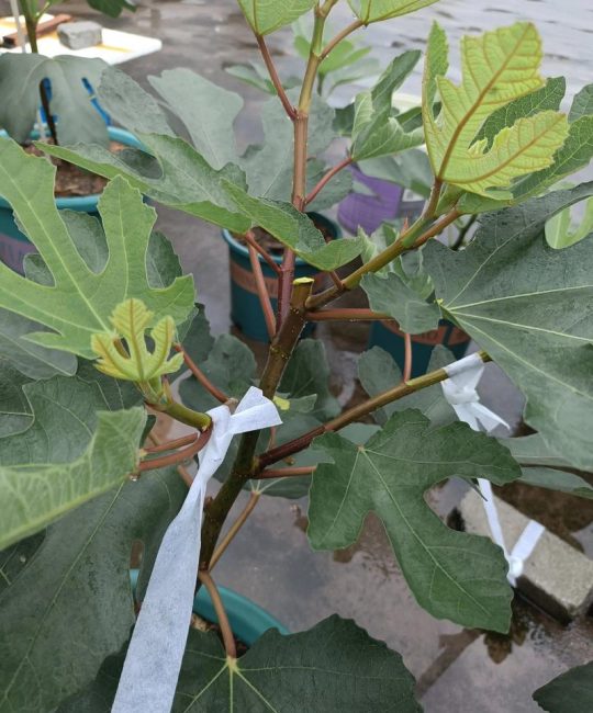果树打顶（摘心）的正确方法：控旺促果与整形的关键技术