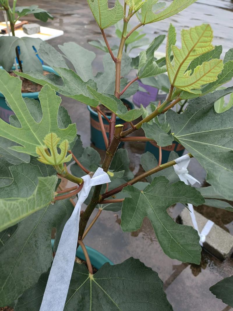 果树打顶(摘心)的正确方法:控旺促果与整形的关键技术 果树打顶(摘心)的正确方法:控旺促果与整形的关键技术