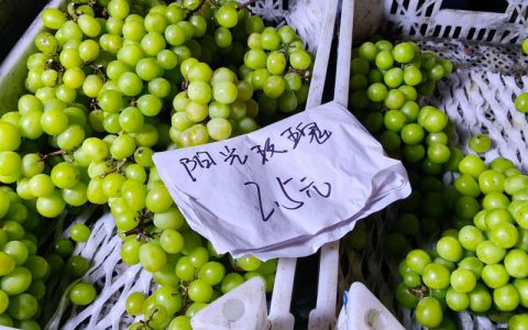 阳光玫瑰葡萄树多少钱一棵？2026年市场报价与采购指南