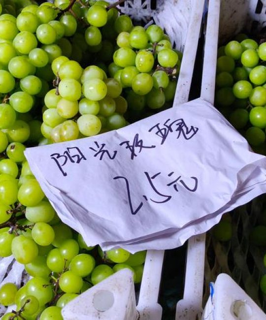 阳光玫瑰葡萄树多少钱一棵？2026年市场报价与采购指南