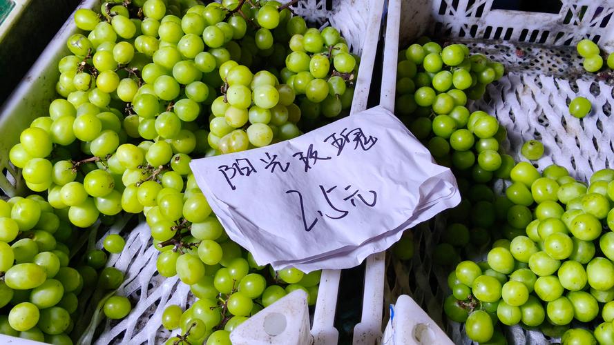 规格是价格的核心决定因素：苗龄越大价格越高