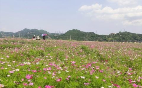 哪里有格桑花？从花海打卡到种苗采购，这份渠道甄别指南请收好