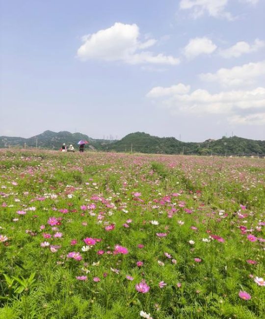 哪里有格桑花？从花海打卡到种苗采购，这份渠道甄别指南请收好