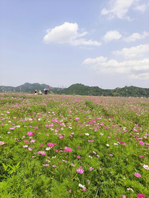 哪里有格桑花？从花海打卡到种苗采购，这份渠道甄别指南请收好