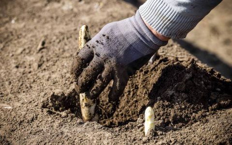 芦笋种植方法全过程：从选种到成活的关键技术