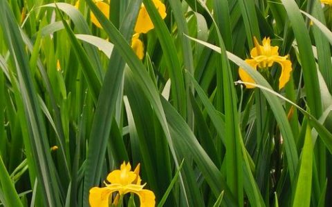 黄菖蒲开什么花？花色、花期与盆栽地栽养护全攻略