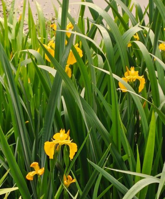 黄菖蒲开什么花？花色、花期与盆栽地栽养护全攻略