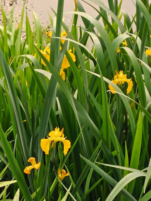黄菖蒲开什么花?花色、花期与盆栽地栽养护全攻略 黄菖蒲开什么花?花色、花期与盆栽地栽养护全攻略