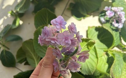 绣球花开败后如何修剪？老枝与新枝的差异化修剪指南
