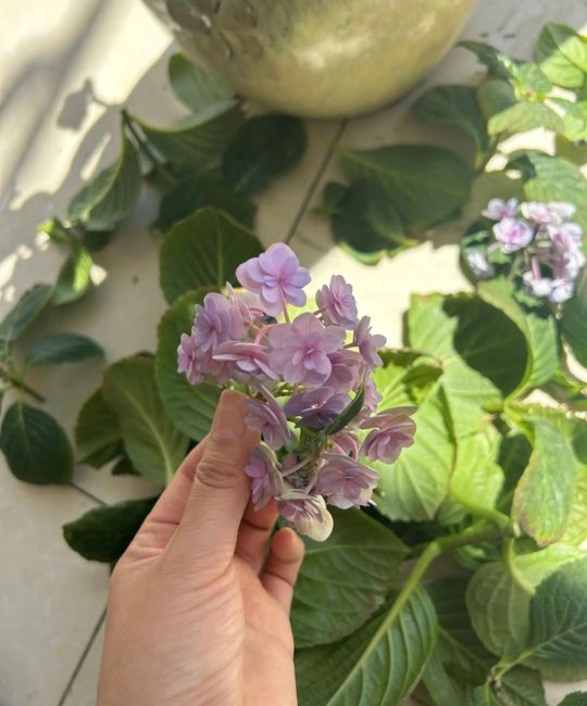 绣球花开败后如何修剪？老枝与新枝的差异化修剪指南