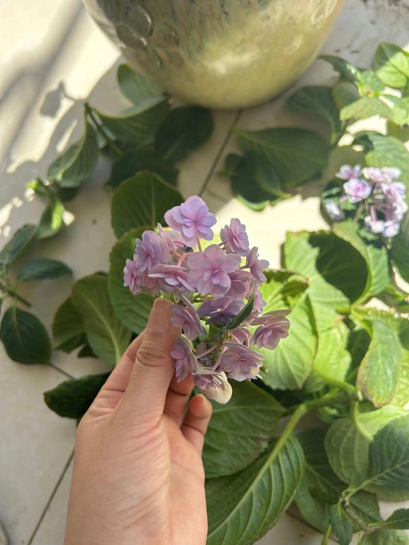 绣球花开败后如何修剪？老枝与新枝的差异化修剪指南