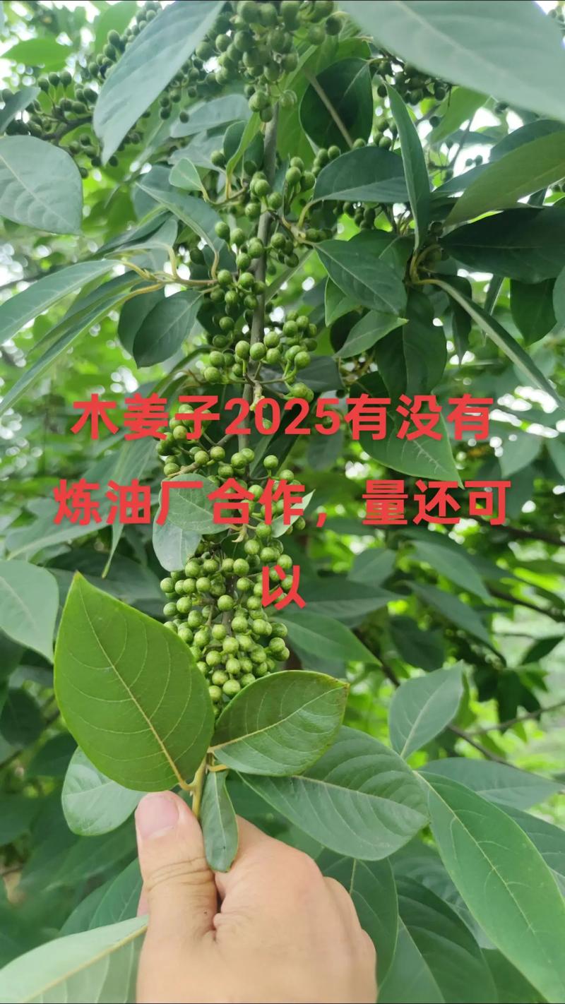 二、产地：不同区域价格差异显著