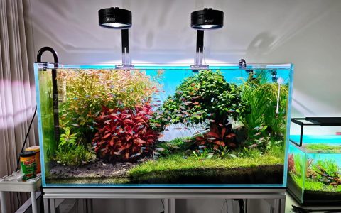 红尾松水草好养吗？真实难度、光照照度与草缸养护全参数解析