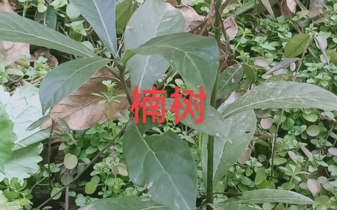 楠木为什么珍贵？从生长特性到文化价值的全面解析