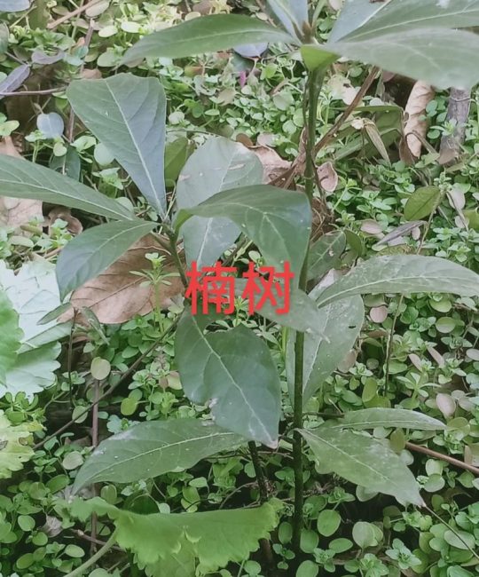 楠木为什么珍贵？从生长特性到文化价值的全面解析