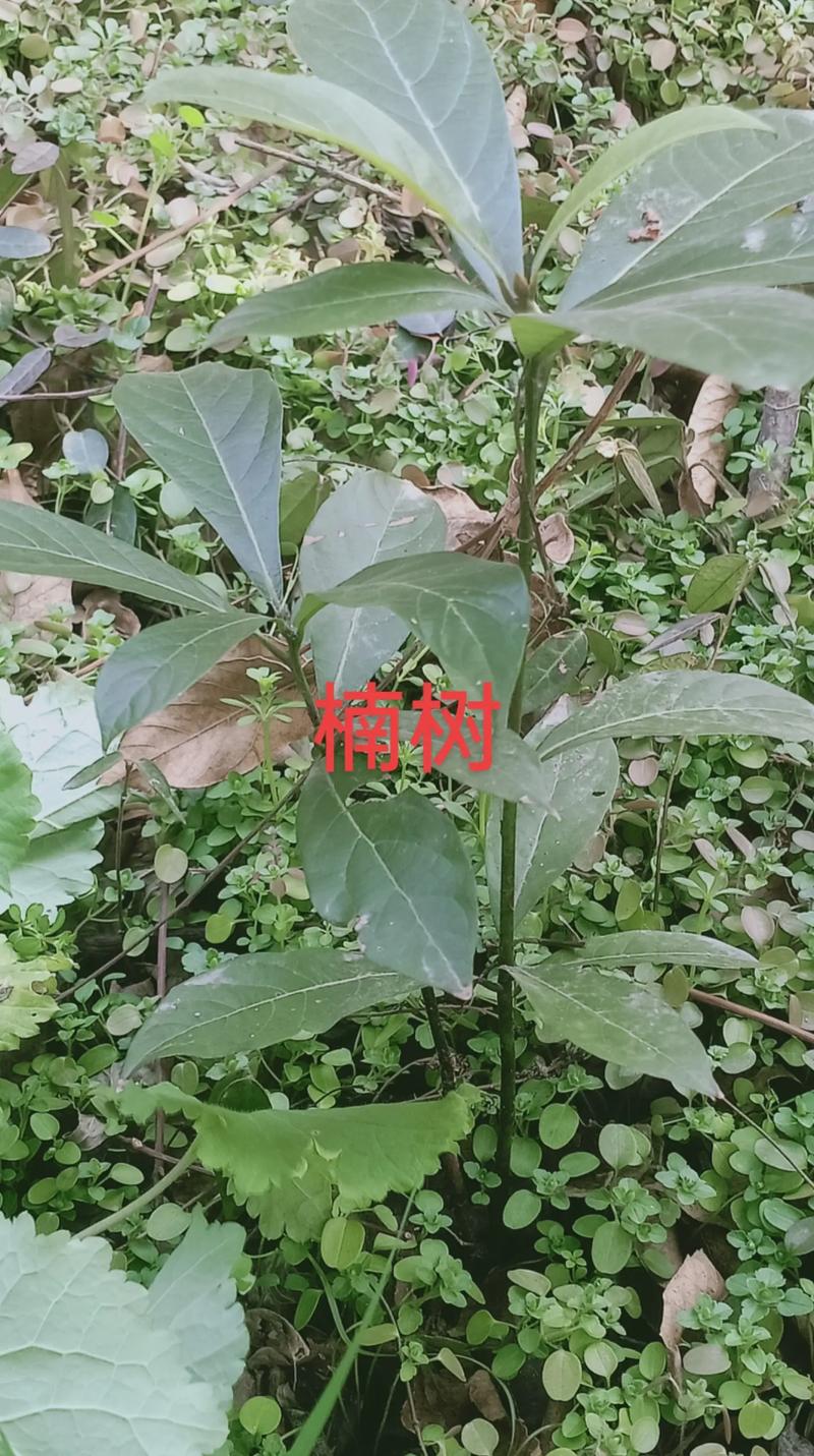 楠木为什么珍贵?从生长特性到文化价值的全面解析 楠木为什么珍贵?从生长特性到文化价值的全面解析