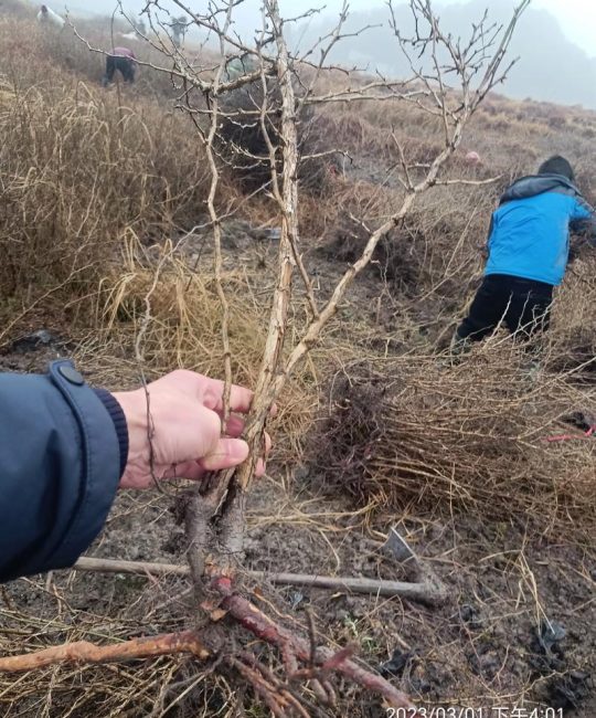 刺梨果苗哪里有卖？先找正规苗圃，再看嫁接口、根系和检疫资料