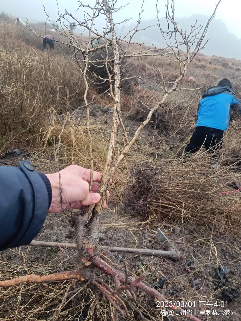 刺梨果苗哪里有卖?先找正规苗圃,再看嫁接口、根系和检疫资料 正规渠道能买到刺梨果苗,但必须先核验资质