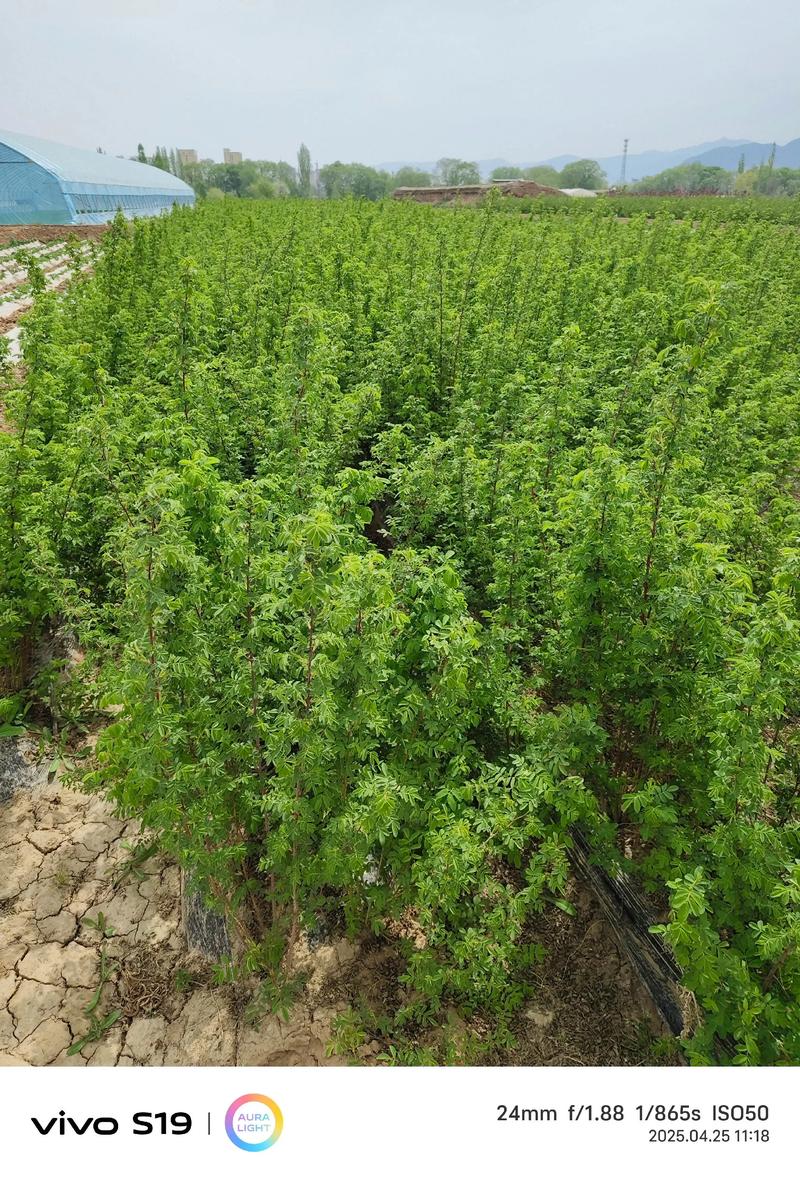 刺梨果苗哪里有卖?先找正规苗圃,再看嫁接口、根系和检疫资料 刺梨苗的采购渠道,必须同时核验检疫和售后