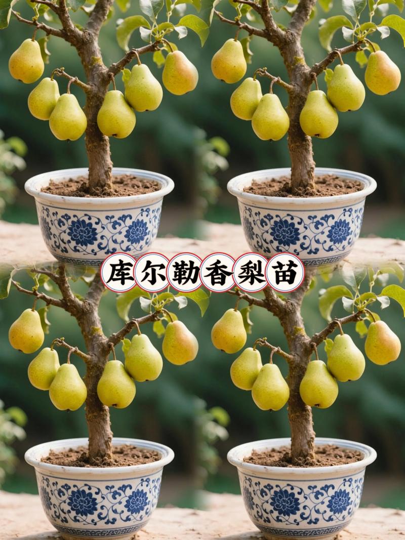 刺梨果苗哪里有卖?先找正规苗圃,再看嫁接口、根系和检疫资料 刺梨苗栽后前3年,以保活和扩根为核心