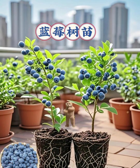 蓝莓哪个品种最大最甜？奥尼尔、莱格西与甜心全方位对比