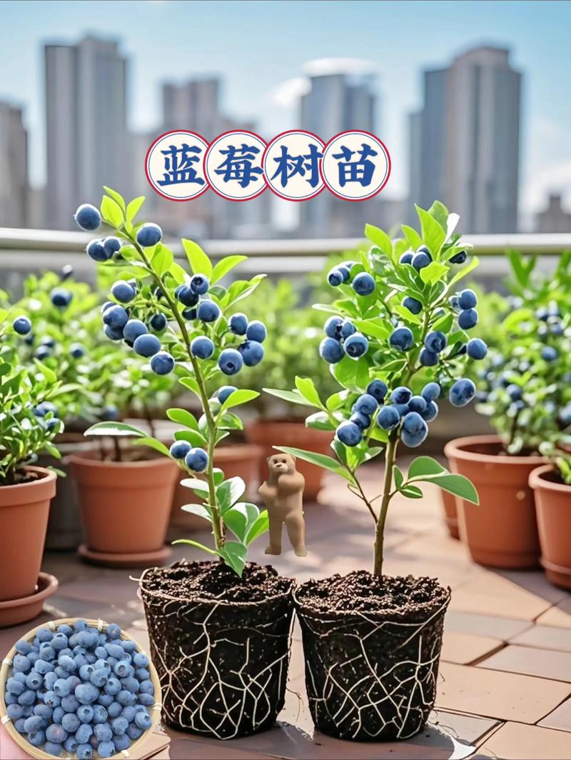 蓝莓哪个品种最大最甜?奥尼尔、莱格西与甜心全方位对比 一、品种外观与果实性质对比