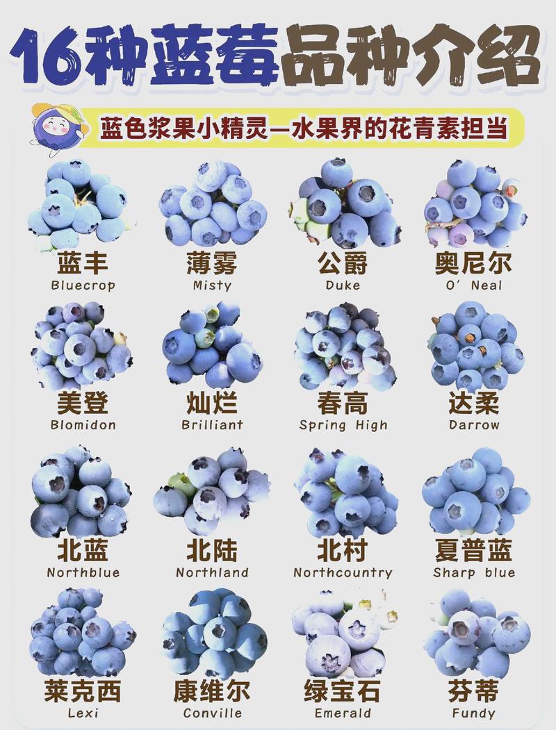 蓝莓哪个品种最大最甜?奥尼尔、莱格西与甜心全方位对比 三、用途与产量对比