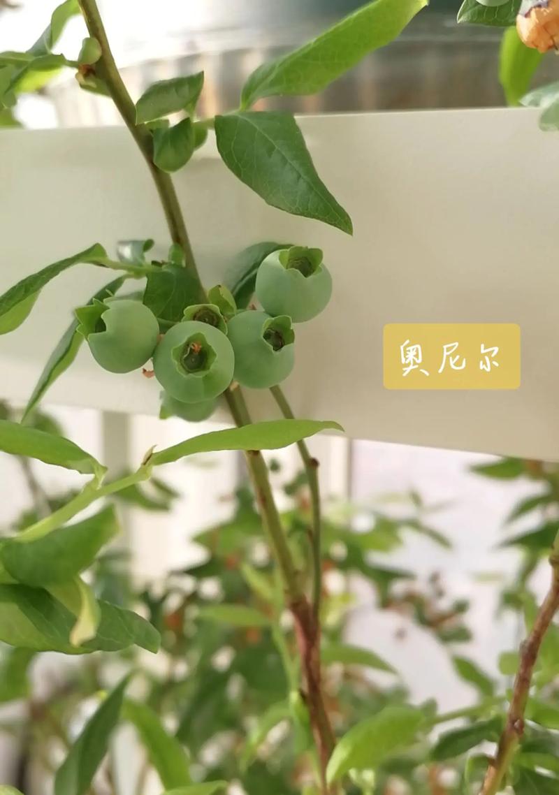 蓝莓哪个品种最大最甜?奥尼尔、莱格西与甜心全方位对比 四、2026年参考价格