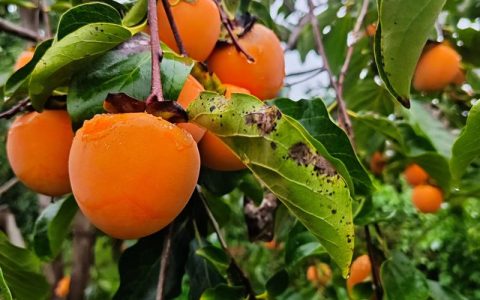 柿子什么时候成熟？柿子种植与选购全攻略