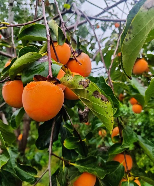 柿子什么时候成熟？柿子种植与选购全攻略