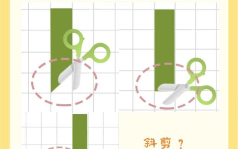 牡丹花枝条扦插成活指南：从剪取到移栽的全程养护解析