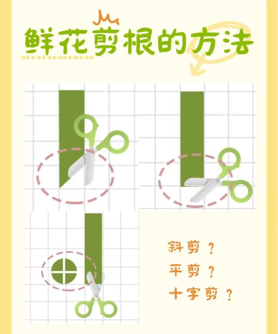 牡丹花枝条扦插成活指南：从剪取到移栽的全程养护解析