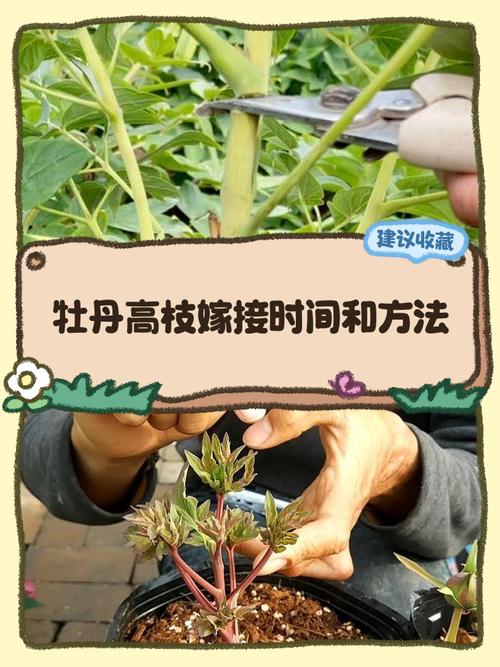 牡丹花枝条扦插成活指南:从剪取到移栽的全程养护解析 光照:先“柔”后“亮”,避免暴晒和长期阴暗