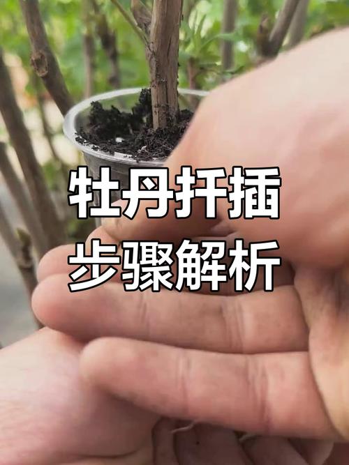 牡丹花枝条扦插成活指南:从剪取到移栽的全程养护解析 修剪插穗与扦插手法:选对枝条、剪对位置是第一步