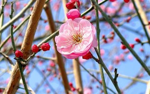 腊梅花是什么样子？形态特征、生长习性及园林应用全解析