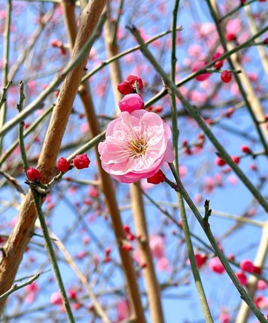 腊梅花是什么样子？形态特征、生长习性及园林应用全解析
