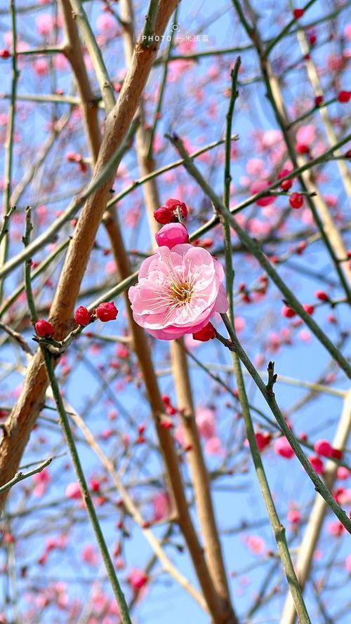 腊梅花是什么样子?形态特征、生长习性及园林应用全解析 腊梅花是什么样子?形态特征、生长习性及园林应用全解析