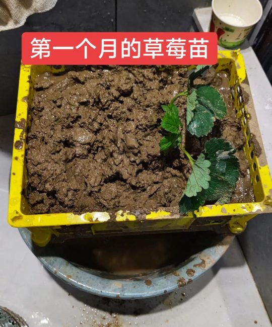 草莓可以二次移栽吗？完整操作指南，确保成活率